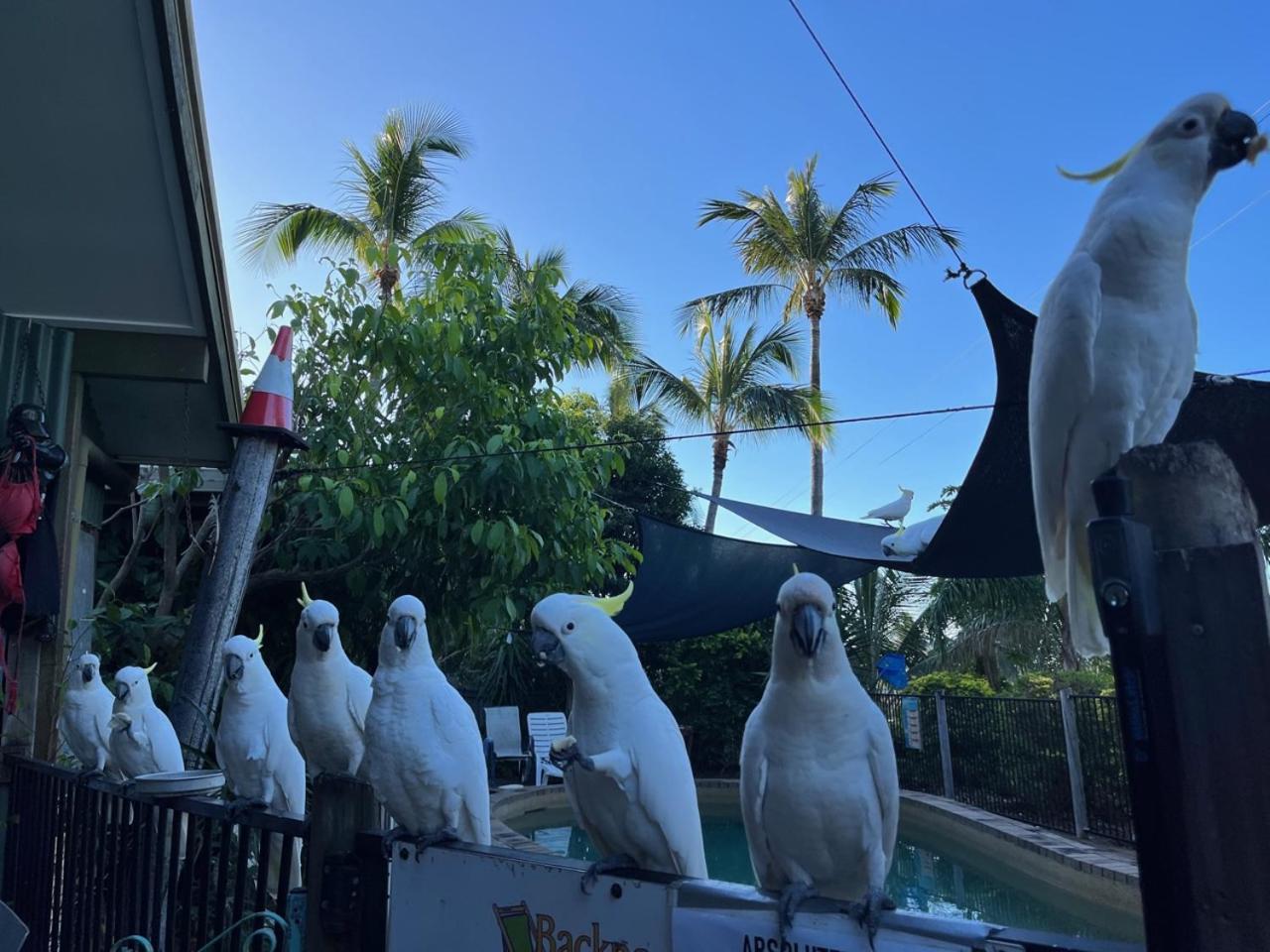 Backpackers By The Bay Vandrerhjem Airlie Beach Eksteriør bilde